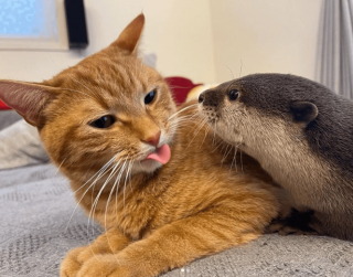 Illustration de l'article : 20 photos d'animaux qui viennent de connaître le coup de foudre amical