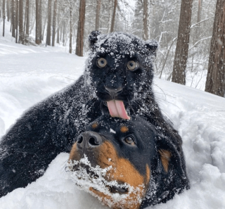 Illustration de l'article : 20 photos d'animaux qui viennent de connaître le coup de foudre amical