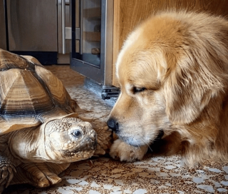 Illustration de l'article : 20 photos d'animaux qui viennent de connaître le coup de foudre amical