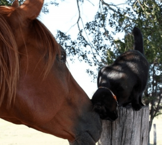 Illustration de l'article : 20 photos d'animaux qui viennent de connaître le coup de foudre amical