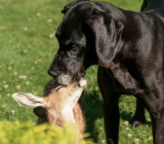 Illustration de l'article : 20 photos d'animaux qui viennent de connaître le coup de foudre amical