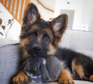 Illustration de l'article : 20 photos d'animaux qui viennent de connaître le coup de foudre amical