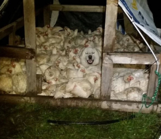 Illustration de l'article : 20 photos d'animaux qui viennent de connaître le coup de foudre amical