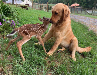 Illustration de l'article : 20 photos d'animaux qui viennent de connaître le coup de foudre amical