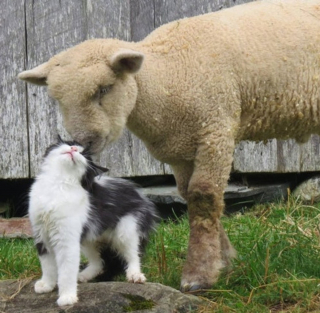 Illustration de l'article : 20 photos d'animaux qui viennent de connaître le coup de foudre amical