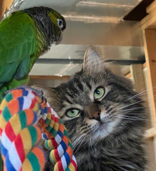 Illustration de l'article : 20 photos d'animaux qui viennent de connaître le coup de foudre amical