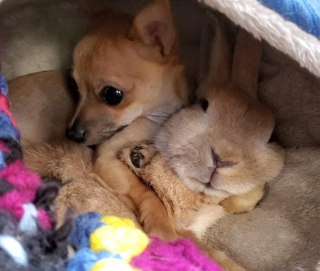 Illustration de l'article : 20 photos d'animaux qui viennent de connaître le coup de foudre amical