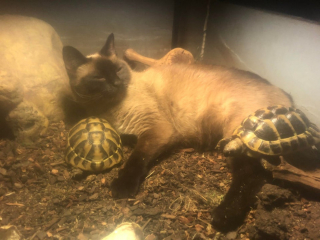 Illustration de l'article : 20 photos d'animaux qui viennent de connaître le coup de foudre amical