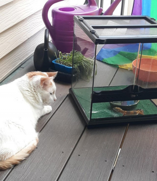 Illustration de l'article : 20 photos d'animaux qui viennent de connaître le coup de foudre amical