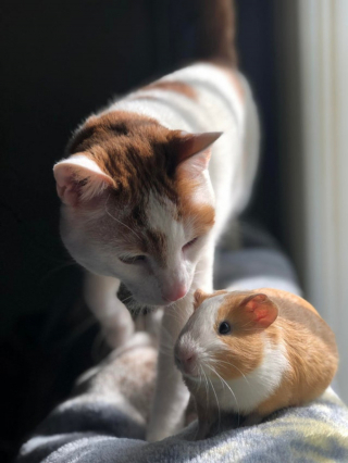 Illustration de l'article : 20 photos d'animaux qui viennent de connaître le coup de foudre amical