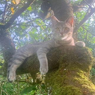 Illustration de l'article : 20 photos de chats que l'on pourrait confondre avec des oiseaux