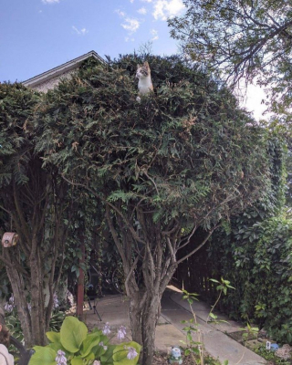 Illustration de l'article : 20 photos de chats que l'on pourrait confondre avec des oiseaux