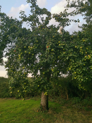 Illustration de l'article : 20 photos de chats que l'on pourrait confondre avec des oiseaux