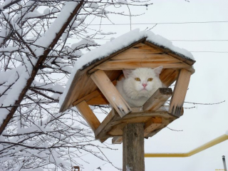 Illustration de l'article : 20 photos de chats que l'on pourrait confondre avec des oiseaux