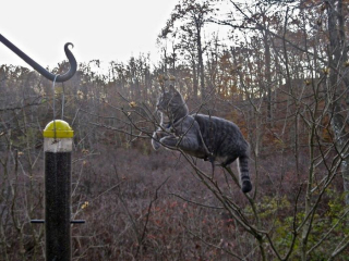Illustration de l'article : 20 photos de chats que l'on pourrait confondre avec des oiseaux