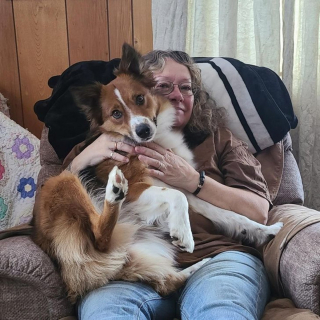 Illustration de l'article : 20 grands chiens qui n'ont pas encore pris conscience qu'ils n'étaient plus des chiots