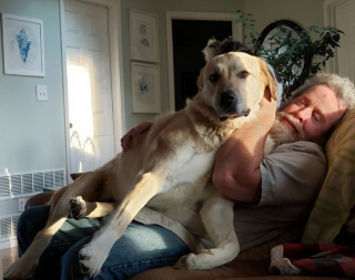 Illustration de l'article : 20 grands chiens qui n'ont pas encore pris conscience qu'ils n'étaient plus des chiots