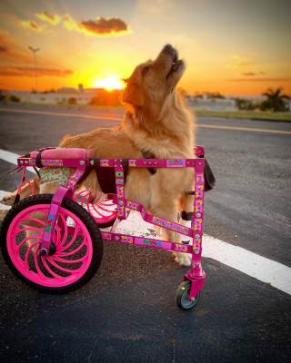 Illustration de l'article : Abandonnée après s’être brisée la colonne vertébrale à 3 mois, cette chienne paralysée retrouve la joie de vivre avec son fauteuil roulant et une famille aimante