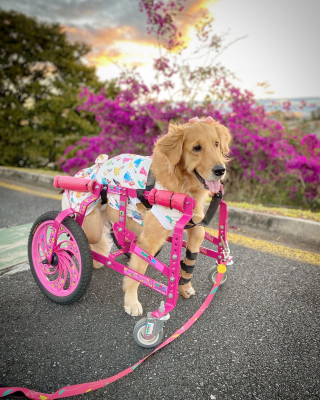 Illustration de l'article : Abandonnée après s’être brisée la colonne vertébrale à 3 mois, cette chienne paralysée retrouve la joie de vivre avec son fauteuil roulant et une famille aimante