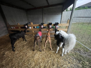 Illustration de l'article : Ce chien prend sous son aile tous les veaux orphelins qui arrivent au refuge et leur apporte du réconfort