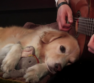 Illustration de l'article : Un musicien partage une vidéo d’adieu bouleversante à sa Golden Retriever