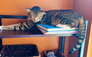 Illustration de l'article : Un chaton naît avec 4 oreilles et fait fondre sa future maîtresse (vidéo)