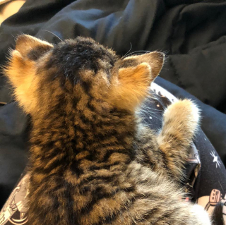 Illustration de l'article : Un chaton naît avec 4 oreilles et fait fondre sa future maîtresse (vidéo)