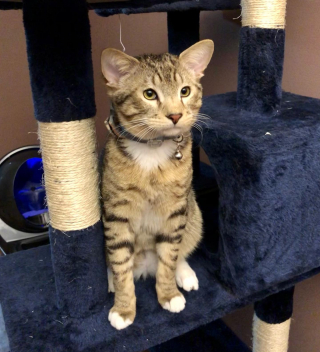 Illustration de l'article : Un chaton naît avec 4 oreilles et fait fondre sa future maîtresse (vidéo)