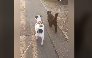 Illustration de l'article : Une chatte noire frappe tous les jours à la porte de son compagnon canin (vidéo)