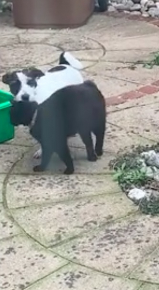 Illustration de l'article : Une chatte noire frappe tous les jours à la porte de son compagnon canin (vidéo)