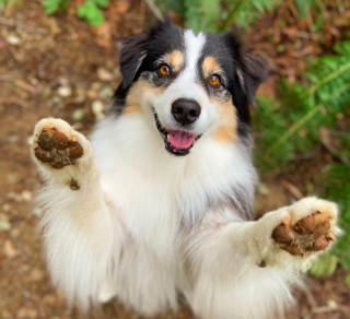 Illustration de l'article : Une chienne devient célèbre en dansant pour la Saint-Patrick (vidéo)
