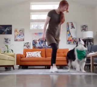 Illustration de l'article : Une chienne devient célèbre en dansant pour la Saint-Patrick (vidéo)