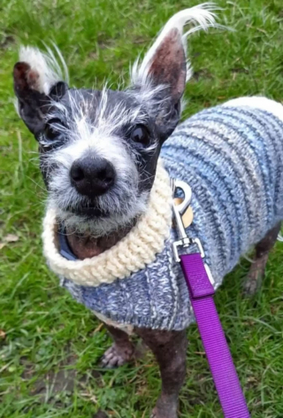 Illustration de l'article : Ce chien vit depuis 400 jours au refuge et ne trouve pas de famille à cause de son apparence