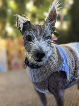 Illustration de l'article : Ce chien vit depuis 400 jours au refuge et ne trouve pas de famille à cause de son apparence