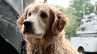 Illustration de l'article : Un Golden Retriever disparaît pendant 16 jours avant d’être retrouvé à la nage