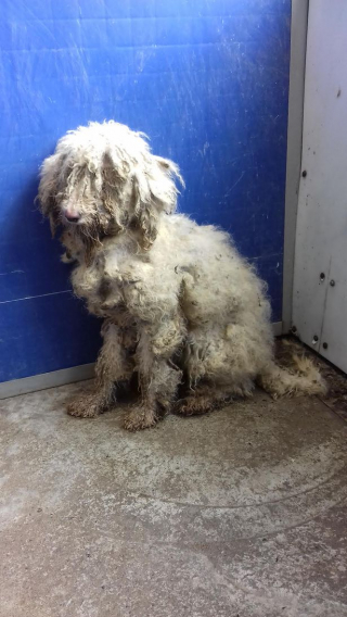 Illustration de l'article : Une Caniche abandonnée et affamée reprend du poil de la bête grâce à des humains dévoués