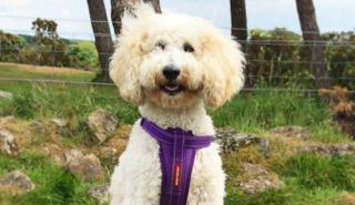 Illustration de l'article : Une Caniche abandonnée et affamée reprend du poil de la bête grâce à des humains dévoués