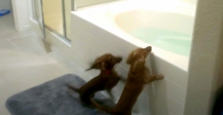 Illustration de l'article : Deux Teckels ne peuvent contenir leur impatience quand l’heure du bain arrive (vidéo)