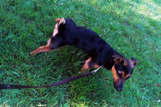 Illustration de l'article : 9 photos de chiens apprenant à faire confiance en leur nouveau maître