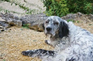 Illustration de l'article : 9 photos de chiens apprenant à faire confiance en leur nouveau maître