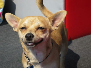 Illustration de l'article : 9 photos de chiens apprenant à faire confiance en leur nouveau maître