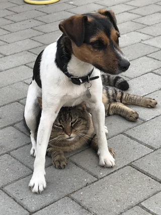 Illustration de l'article : 14 photos d'animaux où on ne peut se retenir de rire face à leur bêtise
