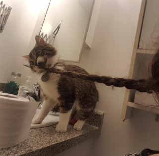 Illustration de l'article : 14 photos d'animaux où on ne peut se retenir de rire face à leur bêtise