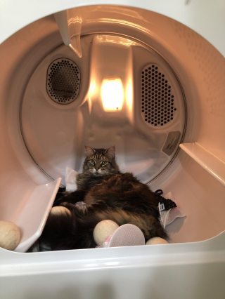 Illustration de l'article : 14 photos d'animaux où on ne peut se retenir de rire face à leur bêtise