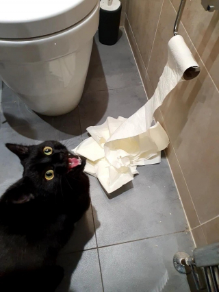 Illustration de l'article : 14 photos d'animaux où on ne peut se retenir de rire face à leur bêtise