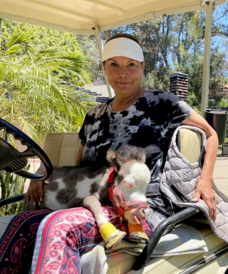 Illustration de l'article : Après avoir été abandonné par sa mère, ce cheval nain a trouvé du réconfort au sein d’une nouvelle famille de chiens