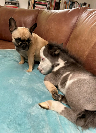 Illustration de l'article : Après avoir été abandonné par sa mère, ce cheval nain a trouvé du réconfort au sein d’une nouvelle famille de chiens