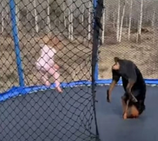 Illustration de l'article : La vidéo hilarante d'un chien et d'une fillette réalisant ensemble des acrobaties sur un trampoline !