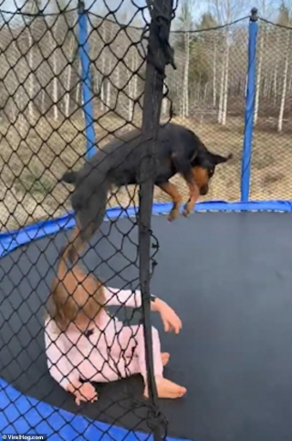 Illustration de l'article : La vidéo hilarante d'un chien et d'une fillette réalisant ensemble des acrobaties sur un trampoline !