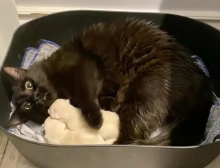 Illustration de l'article : Cherchant désespérément un abri, une chatte errante enceinte trouve encore mieux grâce à des âmes charitables